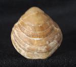 Carneithyris carnea SOWERBY 1812 - Bild &copy; FossNet FossilienStore